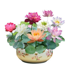 Hydroponic Lotus Seed Bowl