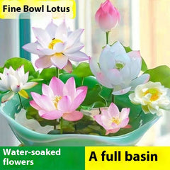 Hydroponic Lotus Seed Bowl