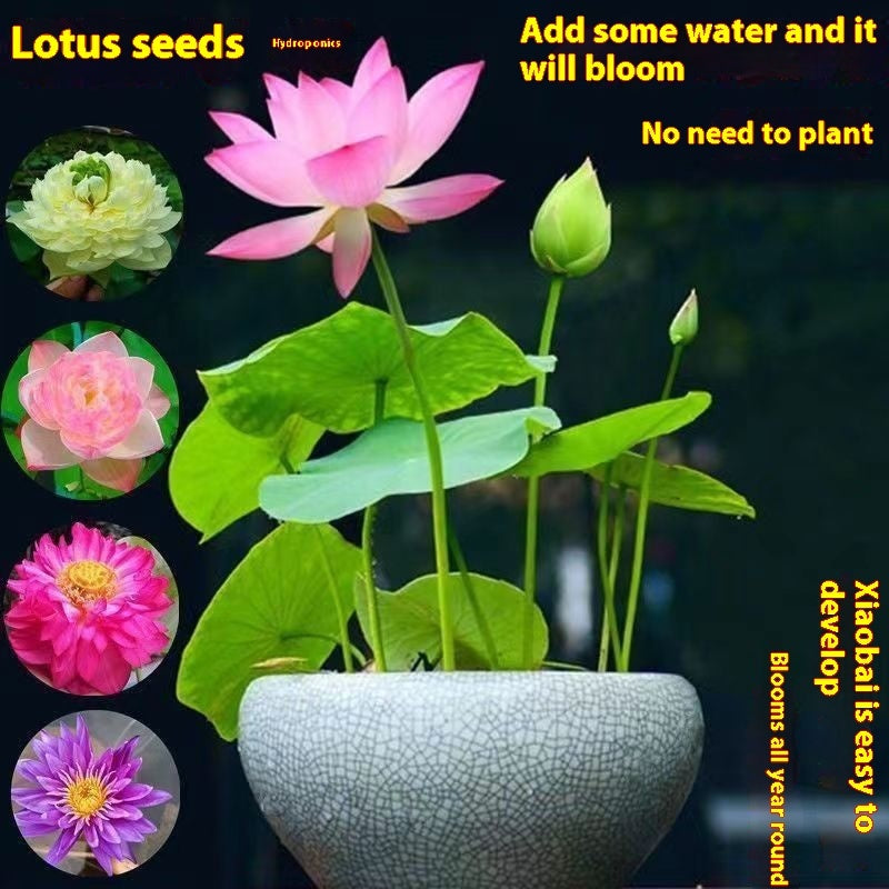 Hydroponic Lotus Seed Bowl