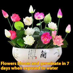 Hydroponic Lotus Seed Bowl
