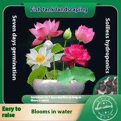 Hydroponic Lotus Seed Bowl